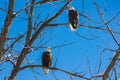 A Nesting Pair of Bald Eagles in a Tree Royalty Free Stock Photo