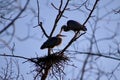 Great Blue Heron Pair on Nest Royalty Free Stock Photo