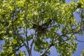 Nesting Pair of Mississippi Kites