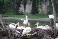 Nesting Pelicans