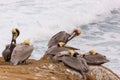 Nesting Pelicans