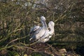 Nesting pelicans