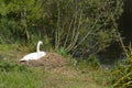 Nesting Pen swan beside the riverbank. Royalty Free Stock Photo