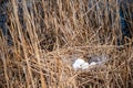 Nesting place for a duck between reeds during the breeding season Royalty Free Stock Photo