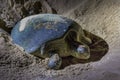 Green turtles at Ras al Jinz Turtle Beach Reserve, Oman Royalty Free Stock Photo