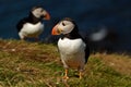 Treshnish Isles Wildlife - Puffins Royalty Free Stock Photo