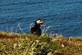 Treshnish Isles Wildlife - Puffins Royalty Free Stock Photo