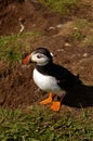 Treshnish Isles Wildlife - Puffins Royalty Free Stock Photo