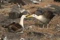 Nesting Sea Birds Royalty Free Stock Photo