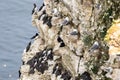 Clifftop seabird colony