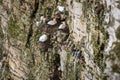 Nesting Seabirds on Cliff Face