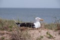 Nesting seagull at Block Island, RI