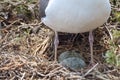 Nesting Seagull and Eggs