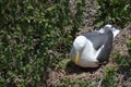 Nesting seagull on ground with green eggs.