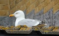 Nesting seagull Royalty Free Stock Photo