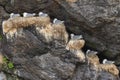 Nesting seagulls in a rock crevice in the harbor of Nusfjord Royalty Free Stock Photo