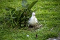 Nesting silver gull chroicocephalus novaehollandiae or larus novaehollandiae