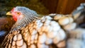 Nesting Silver Laced Wyandotte Chicken