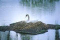Nesting swan in lake, Middleton plantation, Charleston, SC Royalty Free Stock Photo