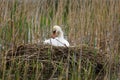 Nesting swan. Mute swan, Cygnus olor, perched on nest built on large reeds mound. Beautiful white bird warms up eggs.