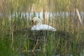 Nesting swan. Mute swan, Cygnus olor, perched on nest built on large reeds mound. Beautiful white bird warms up eggs in nest.