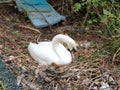 Nesting swan sitting on eggs hatching