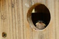 Nesting Tree Swallows Royalty Free Stock Photo