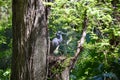 Nesting Tricoloured heron (Egretta tricolor) in large tree Royalty Free Stock Photo