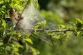 Nesting web of buterfly caterpillars hanging from the branches of a tree