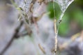 Nesting web of ermine moth caterpillars hanging from the branches of a tree