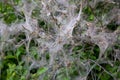 Nesting web of ermine moth caterpillars hanging from the branches of a tree