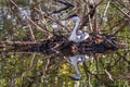 Nesting Western Grebe Royalty Free Stock Photo