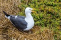 Nesting Western Gulls Royalty Free Stock Photo