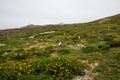 Nesting Western Gulls