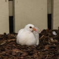 nesting white dove