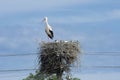 Nesting of the white stork in summertime Royalty Free Stock Photo