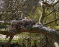 Nesting White Stork, Ciconia ciconia, with nest built in fallen Royalty Free Stock Photo