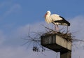 Nesting White Stork Royalty Free Stock Photo