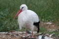Nesting white stork Royalty Free Stock Photo