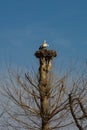 Nesting White Storks in North East Italy