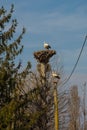 Nesting White Storks in North East Italy