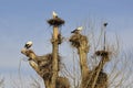 Nesting White Storks in North East Italy