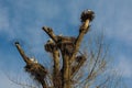 Nesting White Storks in North East Italy