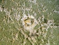 Nesting whitefly on an avocado Royalty Free Stock Photo