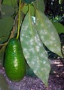 Nesting whitefly on an avocado Royalty Free Stock Photo