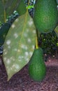 Nesting whitefly on an avocado Royalty Free Stock Photo