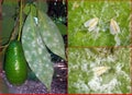 Nesting whitefly on an avocado Royalty Free Stock Photo