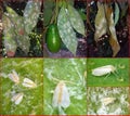 Nesting whitefly on an avocado Royalty Free Stock Photo