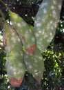 Nesting whitefly on an avocado Royalty Free Stock Photo