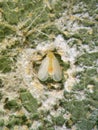 Nesting whitefly, Paraleyrodes minei Royalty Free Stock Photo